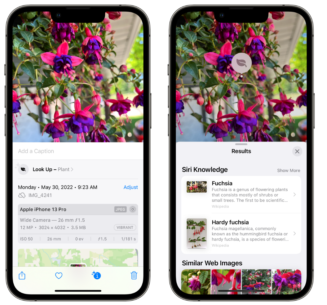 港北苹果手机维修分享小技巧：使用 iPhone 相机识别花卉植物 